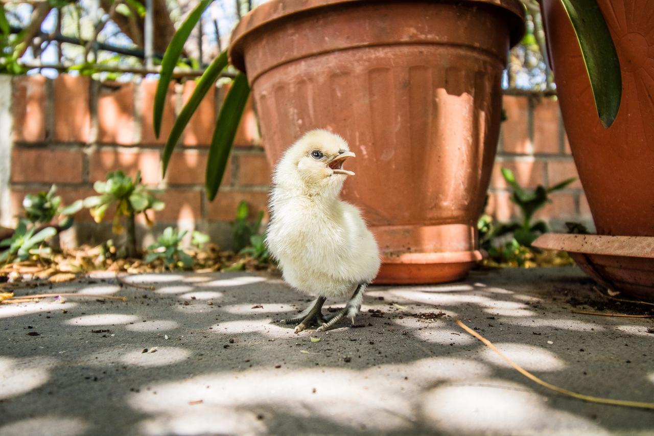 Il Gallo Con Gli Stivali Termoli Exterior foto