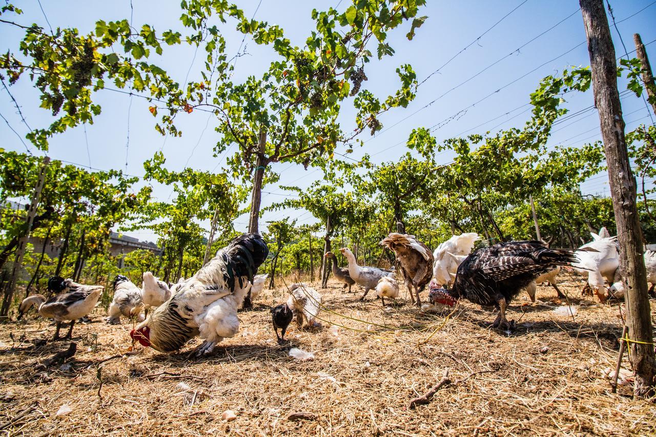 Il Gallo Con Gli Stivali Termoli Exterior foto