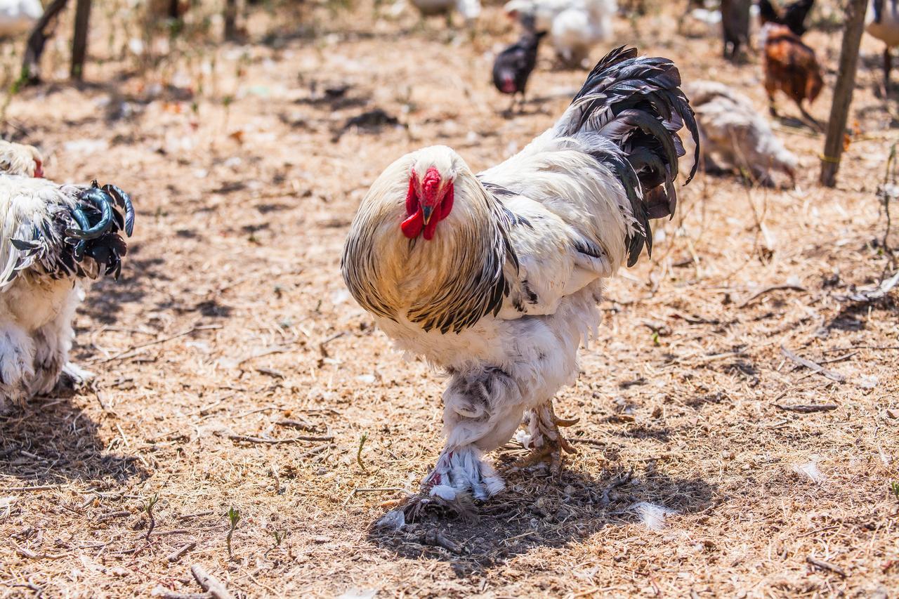 Il Gallo Con Gli Stivali Termoli Exterior foto