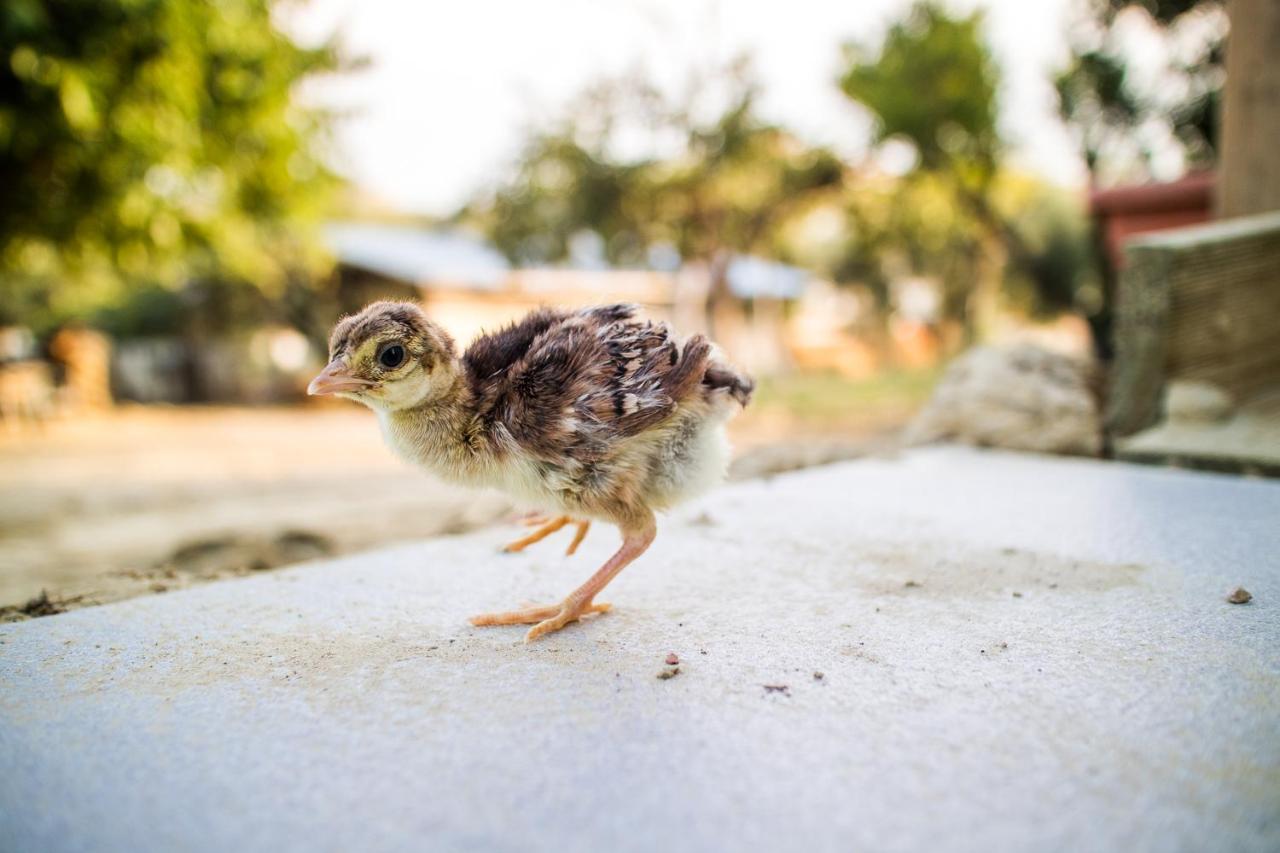 Il Gallo Con Gli Stivali Termoli Exterior foto