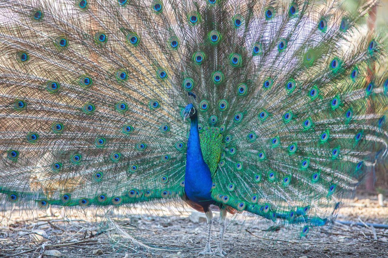 Il Gallo Con Gli Stivali Termoli Exterior foto