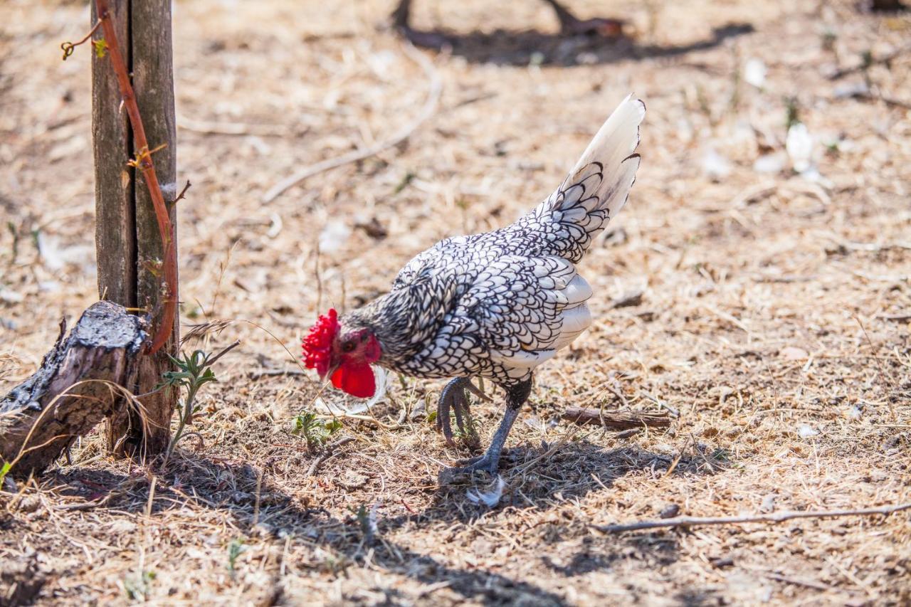 Il Gallo Con Gli Stivali Termoli Exterior foto