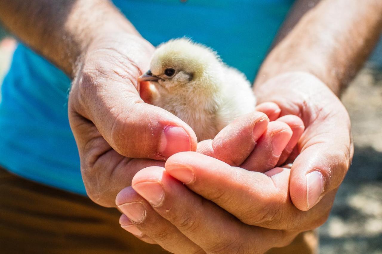 Il Gallo Con Gli Stivali Termoli Exterior foto