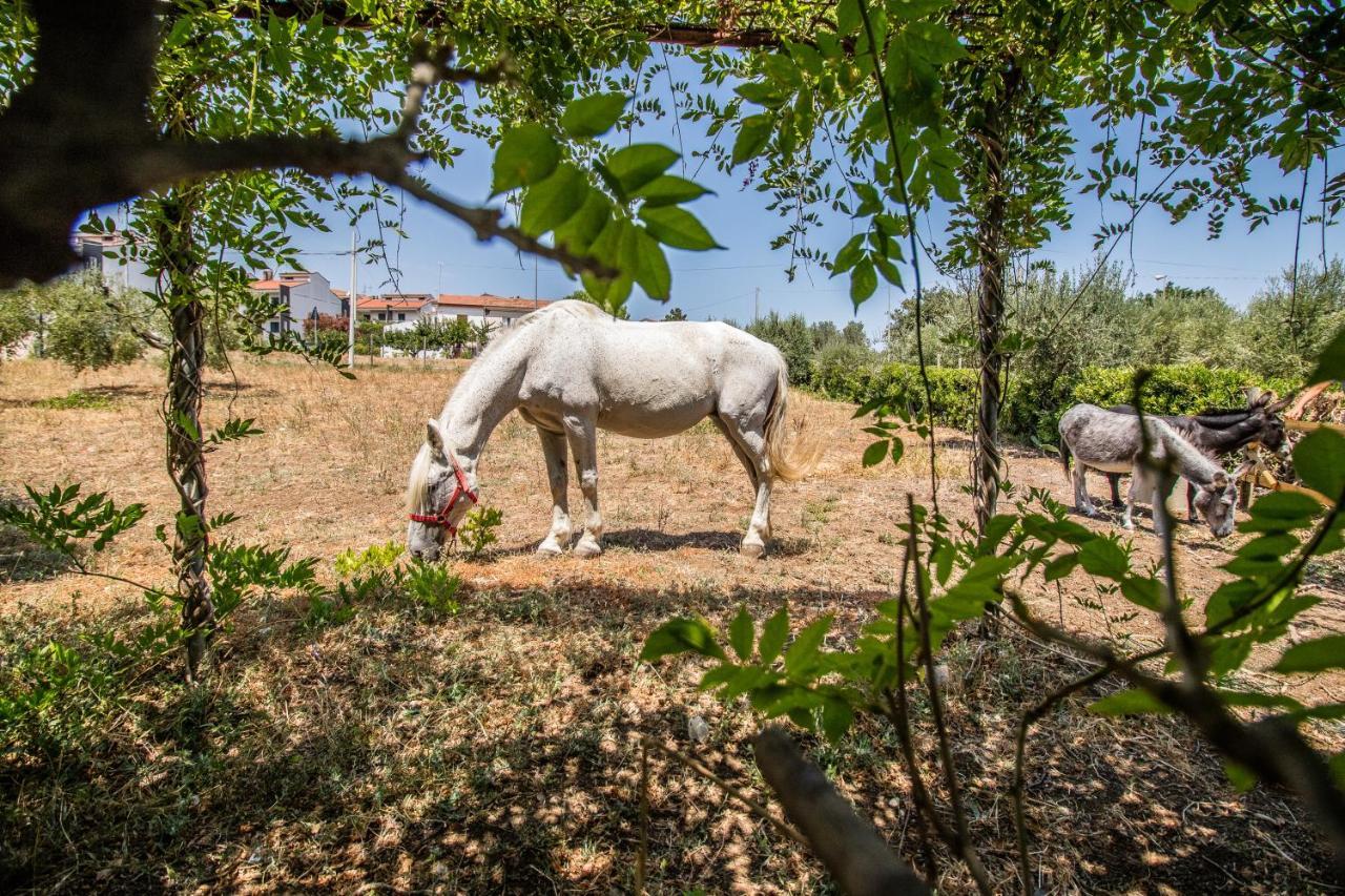 Il Gallo Con Gli Stivali Termoli Exterior foto